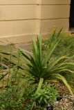 Dracaena draco RCP6-06 105.jpg